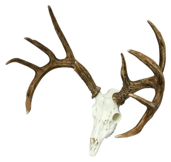 Whitetail Deer European Mount